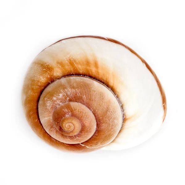 Reuze Landsnail Shell (Ryssota eicel) — Stockfoto