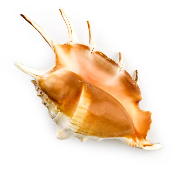Giant Spider Conch Shell (Lambis Truncata) — Stock Photo, Image