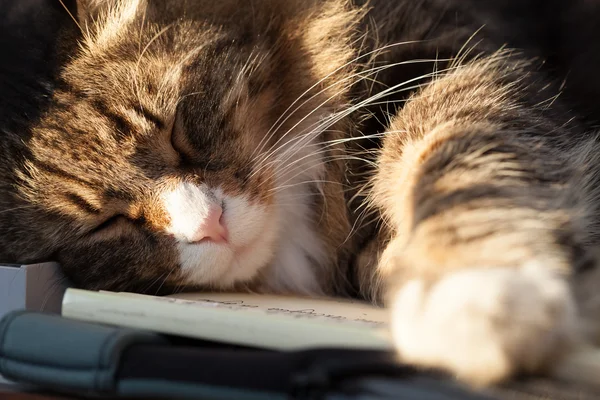 Katt som sover värms av solen strålar — Stockfoto