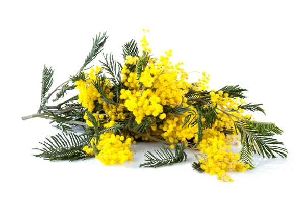 Gul mimosa blommor — Stockfoto