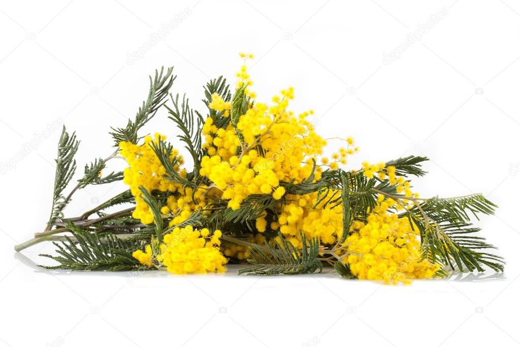 Branches Of Mimosa In Bloom