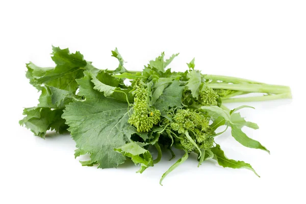 Verse Rapini bladeren — Stockfoto