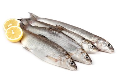 tatlı su balık (coregonus lavaretus) 