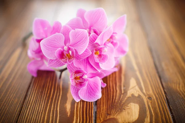 Hermosas flores phalaenopsis púrpura — Foto de Stock