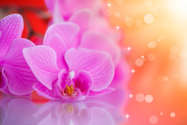 Hermosas flores phalaenopsis púrpura — Foto de Stock