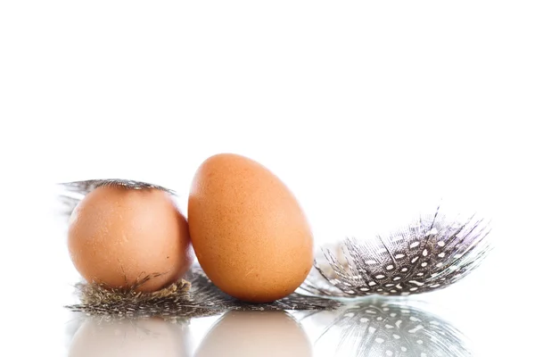 Telur dari unggas guinea — Stok Foto