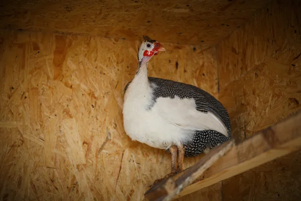 Domestic guinea fowl with a white breast — Stock Photo, Image