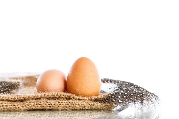 뿔 닭의 계란 — 스톡 사진