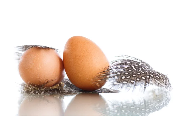 Telur dari unggas guinea — Stok Foto