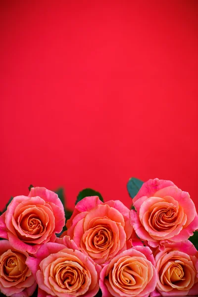 Buquê de rosas rosa — Fotografia de Stock