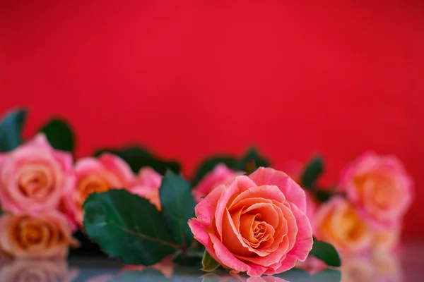 Bouquet of pink roses — Stock Photo, Image