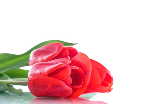 Hermoso ramo de tulipanes rojos — Foto de Stock
