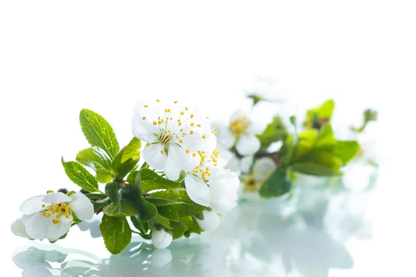 Flores de primavera de árvores de fruto — Fotografia de Stock