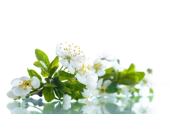 Flores de primavera de árvores de fruto — Fotografia de Stock