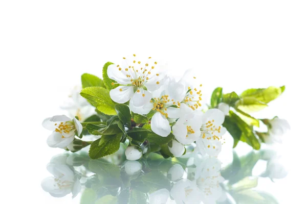 Flores de primavera de árboles frutales — Foto de Stock