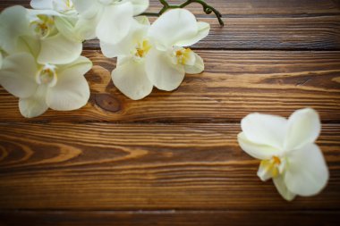 Güzel mor phalaenopsis çiçek