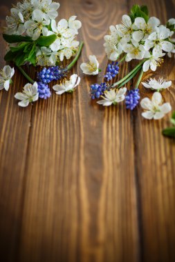 bahar çiçekleri, meyve ağaçları