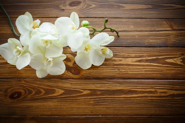Mooie paarse phalaenopsis bloemen — Stockfoto