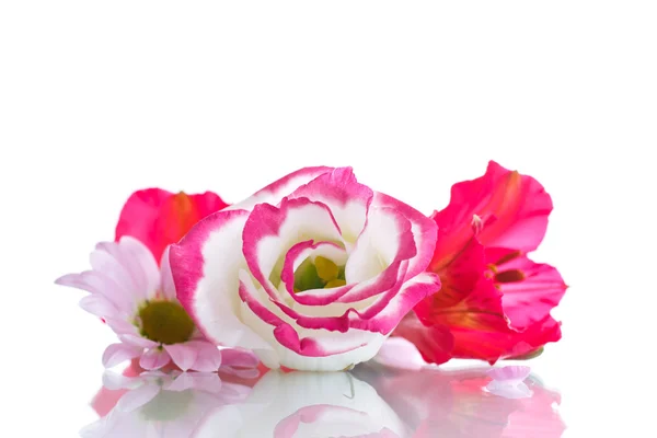 Blühende schöne rosa Blume — Stockfoto