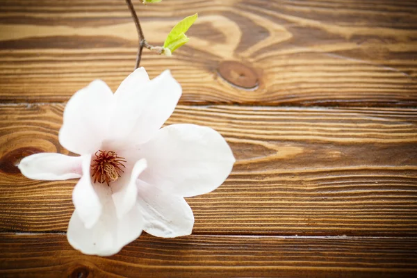 Hermosa flor de magnolia —  Fotos de Stock