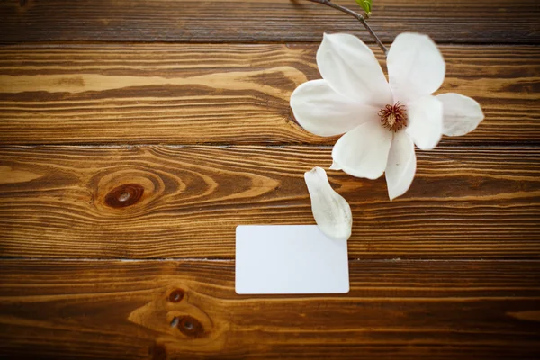 Bela flor de magnólia — Fotografia de Stock