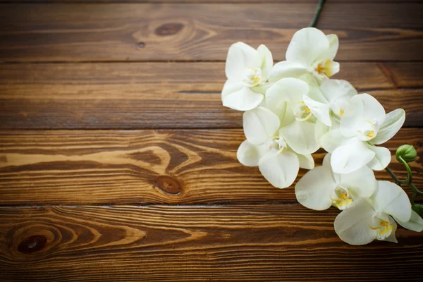 Vackra lila phalaenopsis blommor — Stockfoto