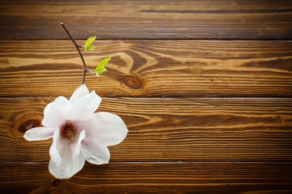 아름 다운 목련 꽃 — 스톡 사진