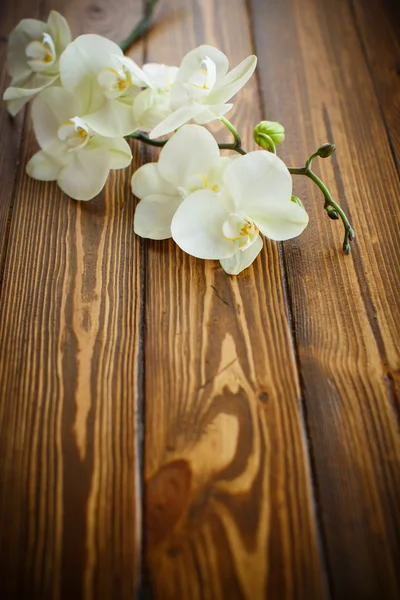 Güzel mor phalaenopsis çiçek — Stok fotoğraf