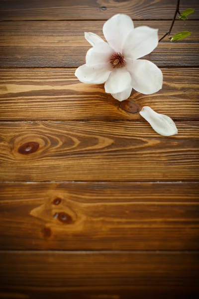 güzel Manolya çiçeği