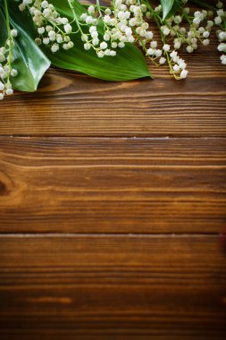 çiçek açan lily vadi