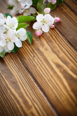 bahar çiçekleri, meyve ağaçları 