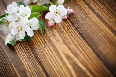 bahar çiçekleri, meyve ağaçları 