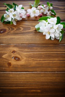 bahar çiçekleri, meyve ağaçları 