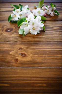 bahar çiçekleri, meyve ağaçları 