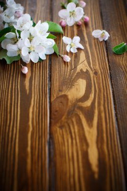 bahar çiçekleri, meyve ağaçları 