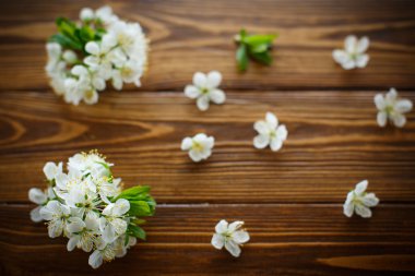 bahar çiçekleri, meyve ağaçları 