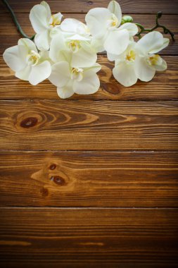 Güzel mor phalaenopsis çiçek