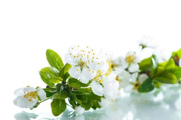 Vårblommor av fruktträd — Stockfoto