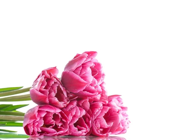 Красивий букет з червоних тюльпанів — стокове фото