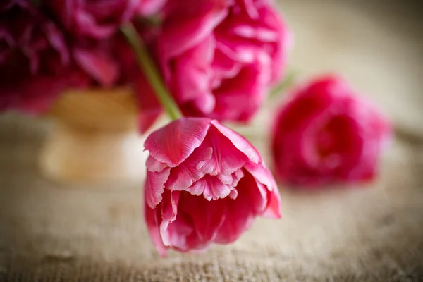 Haufen schöner Tulpen — Stockfoto