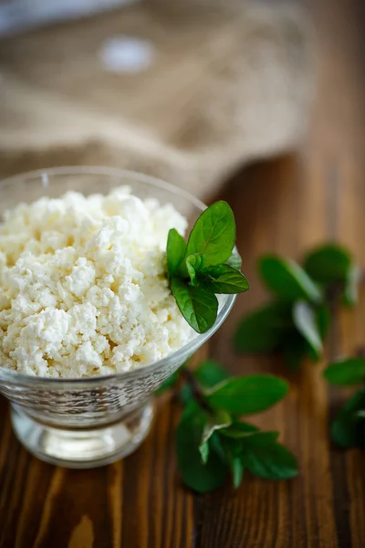 Queso de leche fresca — Foto de Stock