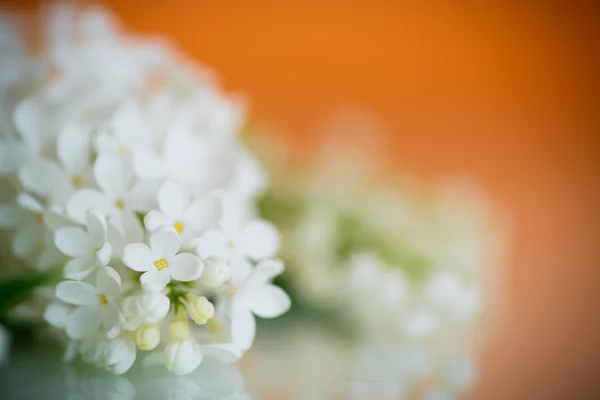 The beautiful lilac — Stock Photo, Image