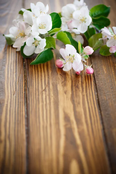 Flores de primavera de árvores de fruto — Fotografia de Stock