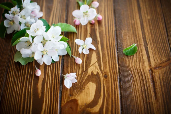 Fleurs printanières d'arbres fruitiers — Photo