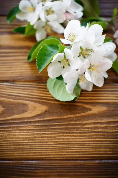 Spring flowers of fruit trees — Stock Photo, Image