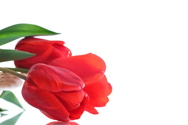 Schöner Strauß roter Tulpen — Stockfoto