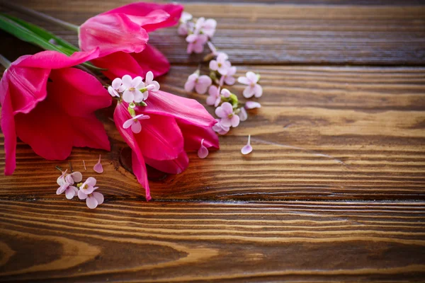 群的美丽的郁金香 — 图库照片