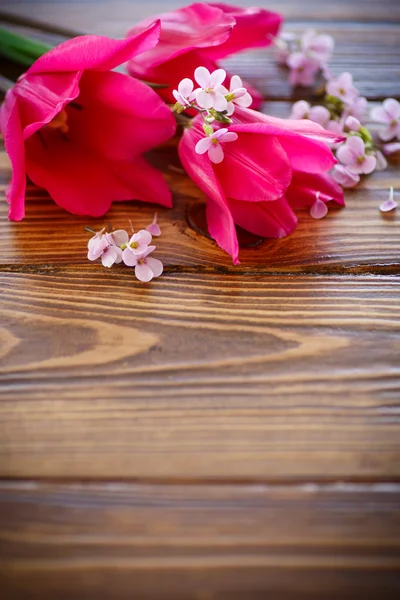 Stelletje mooie tulpen — Stockfoto