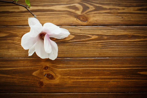 Hermosa flor de magnolia — Foto de Stock