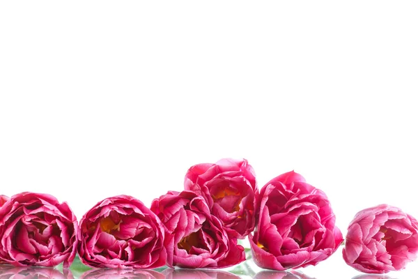 Прекрасный букет красных тюльпанов — стоковое фото